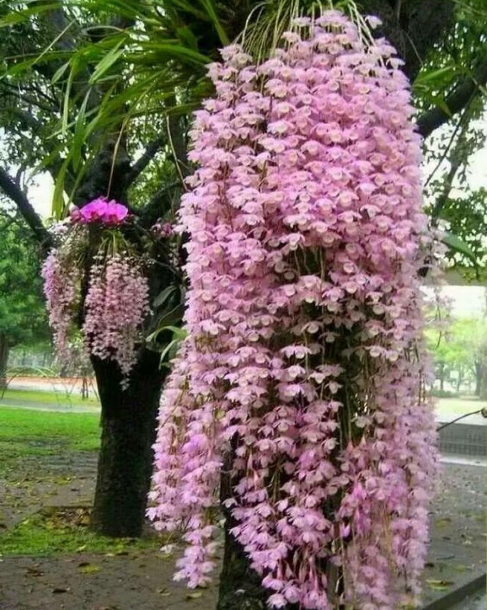 Orquídea Dourada de Kinabalu « Jardins Terapêuticos